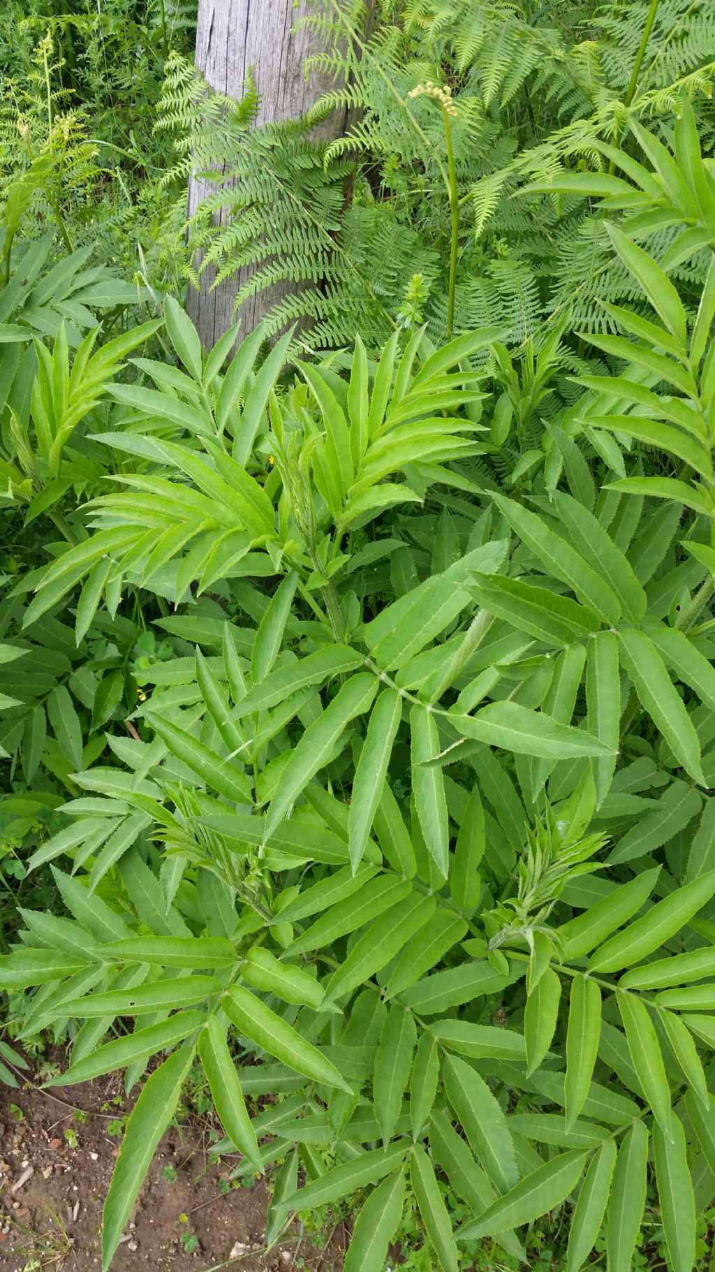 Foglie di....Sambucus ebulus (Adoxaceae)